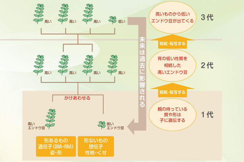 運命は相続･転写される